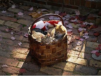 《黑神话》实体收藏版1998元被疯抢 有人炒至3万元